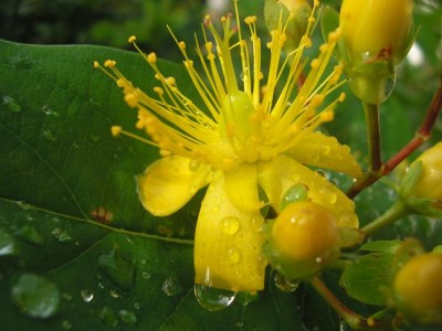 hypericum.JPG
