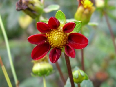 unbekannte Schönheit.jpg