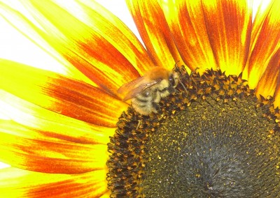 Sonnenblume.jpg