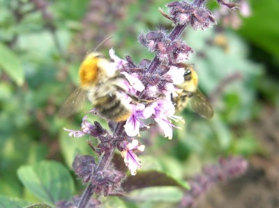 Bienen an Basilikum.jpg