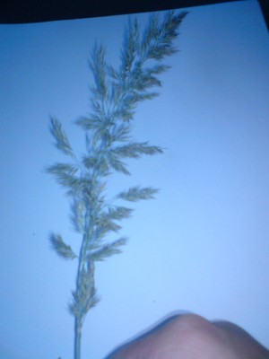 DSC00242.JPG