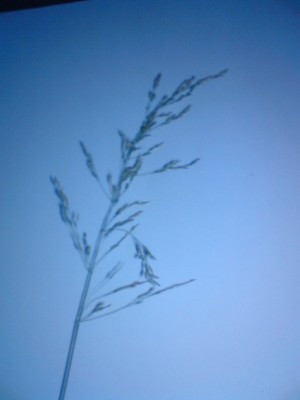 DSC00238.JPG