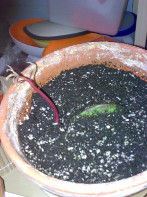 Mango 1 28.04.08.jpg