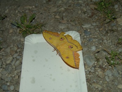 Antheraea yamamai2.jpg