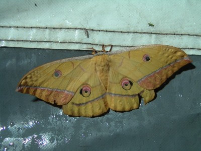 Antheraea yamamai1.jpg