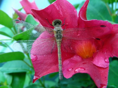 Schlafplatz einer Libelle 1 w.jpg