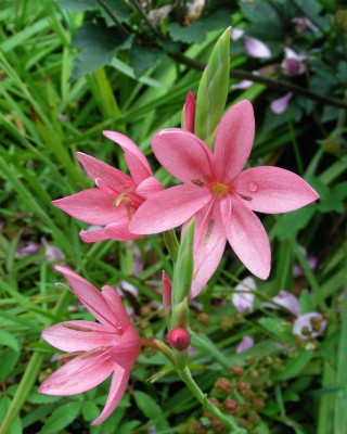 Spaltgriffel rosa w.jpg