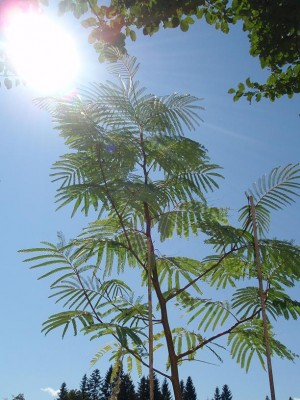 albsonn.JPG