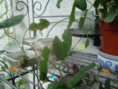 A. fimbr. + div. Knospen.jpg
