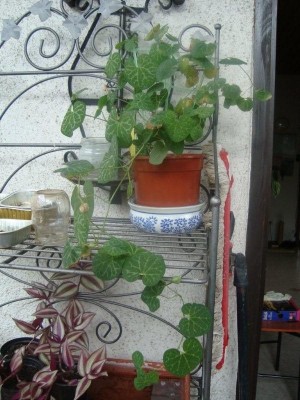 Arist. fimbriata ganze Pflanze.JPG