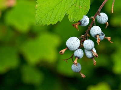 ribes_sanguineum.jpg