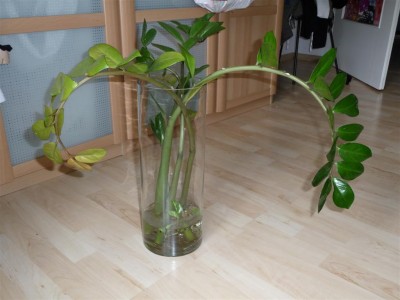 Bild 138 (Large).jpg