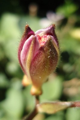 knospkrö.JPG
