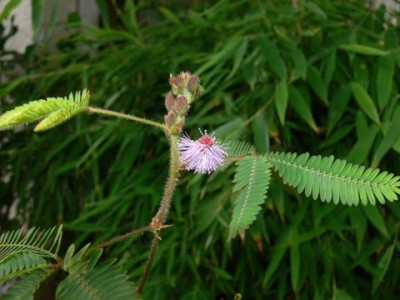 Mimosenblüte.jpg
