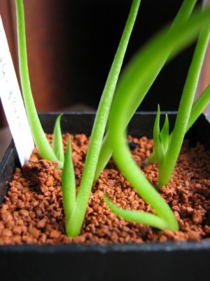 Aussaat 07-03-03 IMG_0162.jpg