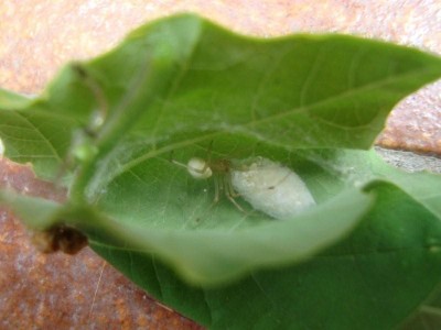 Spinne mit Kokon.JPG