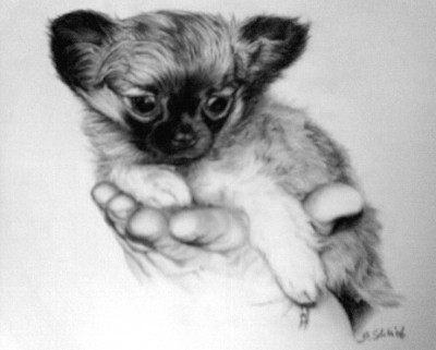 Chihuahua auf Hand.jpg