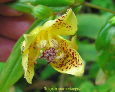 T. macranthopsis w.jpg