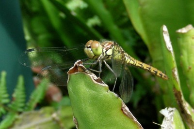 Libelle - aber welche 1 w.jpg