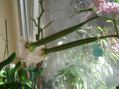 DSCF0475.JPG