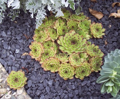 SV 002 - Mondstein.jpg