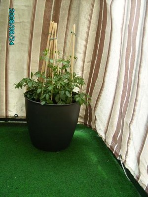 PICT0197.JPG