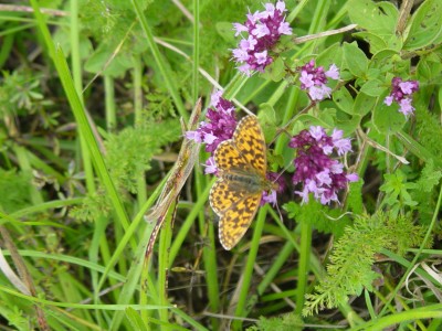 DSC06736.JPG