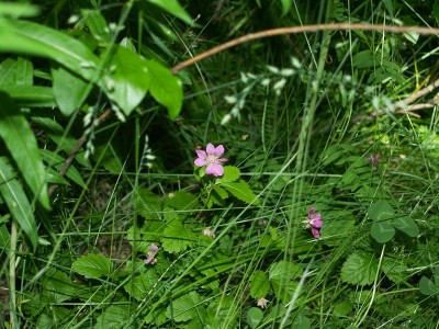 k-Rubus arcticus.jpg