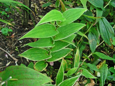 Tricyrtis Gilt Edge w.jpg