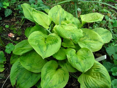 Hosta Tattoo w.jpg