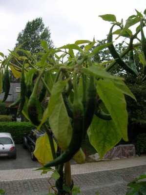 DSCN1640.JPG