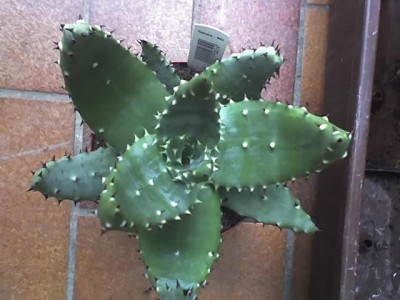 12-07-07_ALOE PEGLERAE .jpg