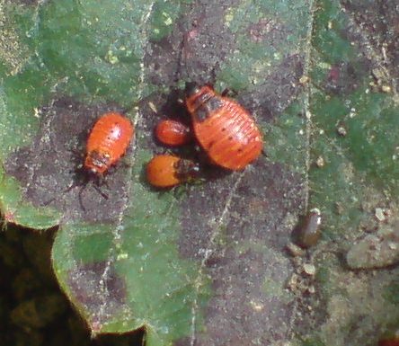 Schädlinge an meinen Erbeeren - rote kleine Käfer · Pflanzenkrankheiten &  Schädlinge · GREEN24 Pflanzen & Garten Forum