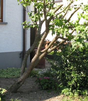 Fliederbaum_1.jpg