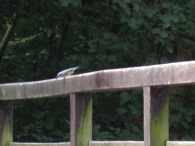 IMG_0084_800x600.JPG