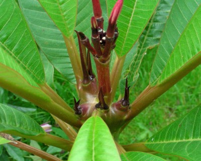 gleich 4 neue Spitzen w.jpg