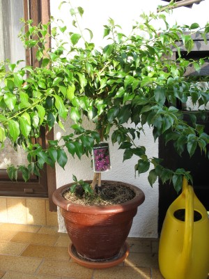 Bougainvillea.JPG