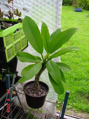 Frangi Horst Pflanze 0808.jpg