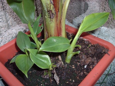 Banane.JPG