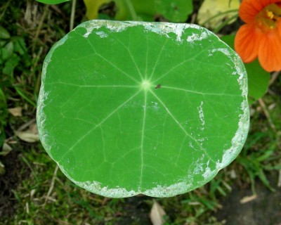 Schnecke mit Drehwurm w.jpg