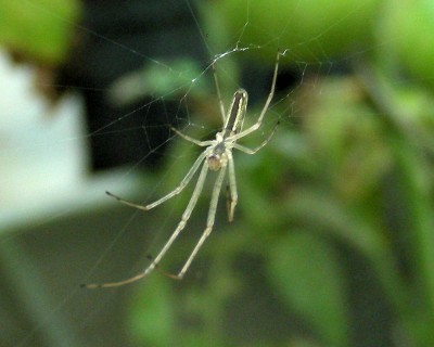 filigrane Spinne w.jpg