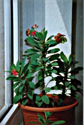 Blume.jpg