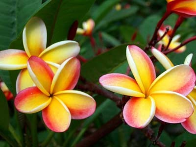 plumeria11.jpg