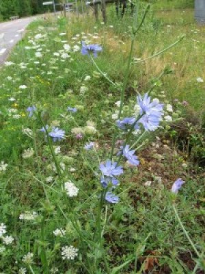 k-IMG_3440.JPG