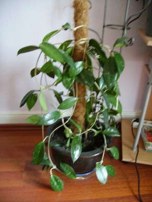 PICT0030.JPG