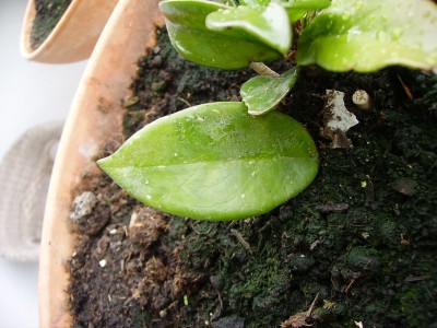 PICT0031.JPG