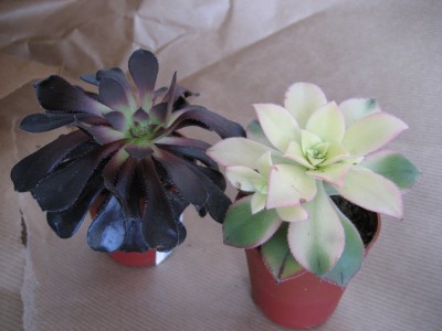 aeoniums.JPG