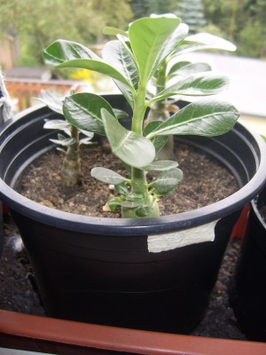 Star Studded Sky 30.08.(2).JPG