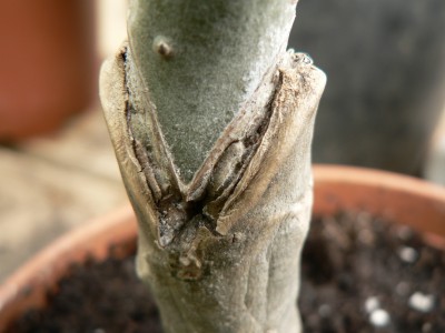 Plumeria rot 003.JPG