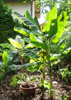 Musa Intinerans.jpg
